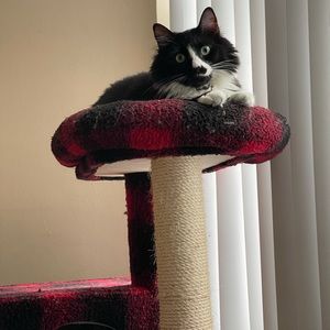 Meet your Posher, Lisandra